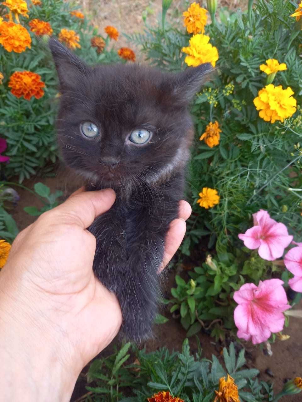 Отдам котенка в добрый руки мальчик  1,5 мес