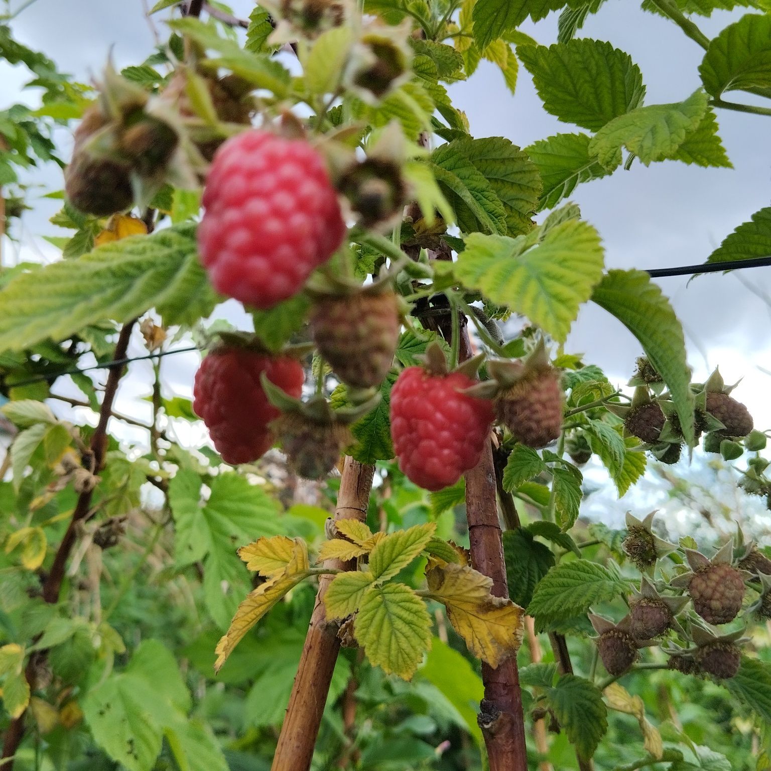 Продам дачную свежесобранную малину