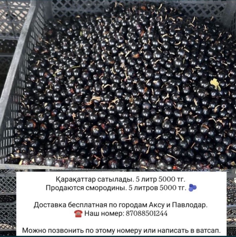 Смородина 1 литр 1000 тг, 5 литр 5000 тг