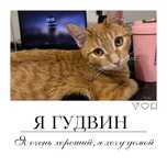 Кот Гудвин. 1 год. Кастрированный, привитый. Ищет дом