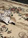 Отдам кота  в добрые руки