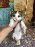 Котенок ищет семью и дом