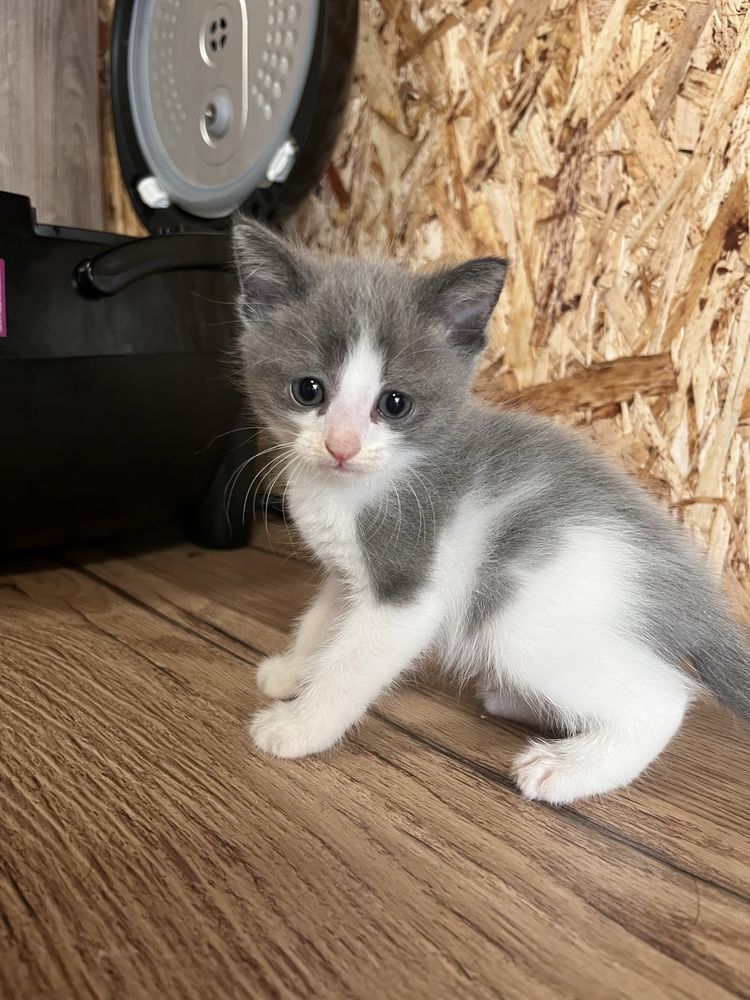Отдам котят в добрые руки