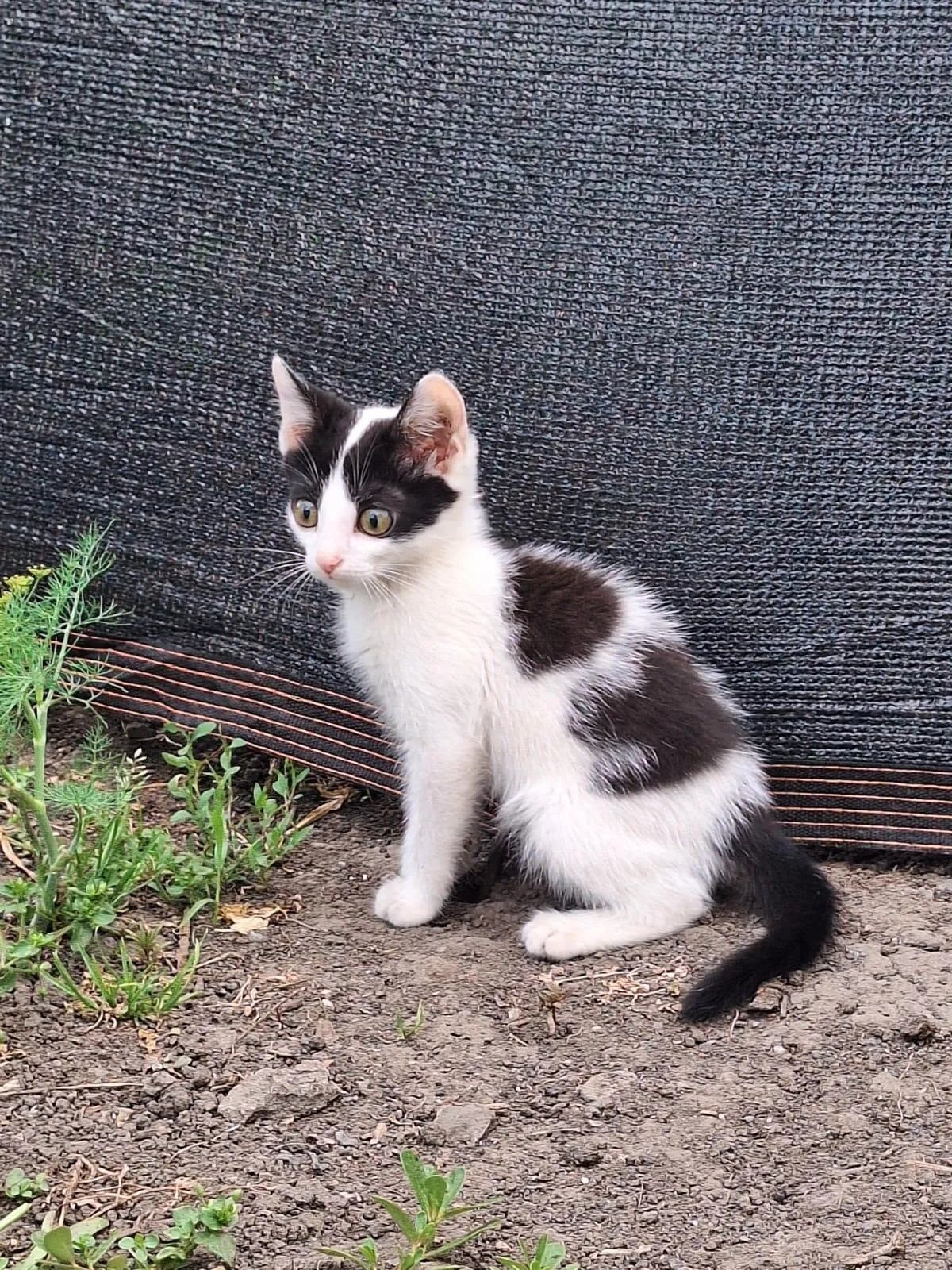 Отдам шикарных котиков