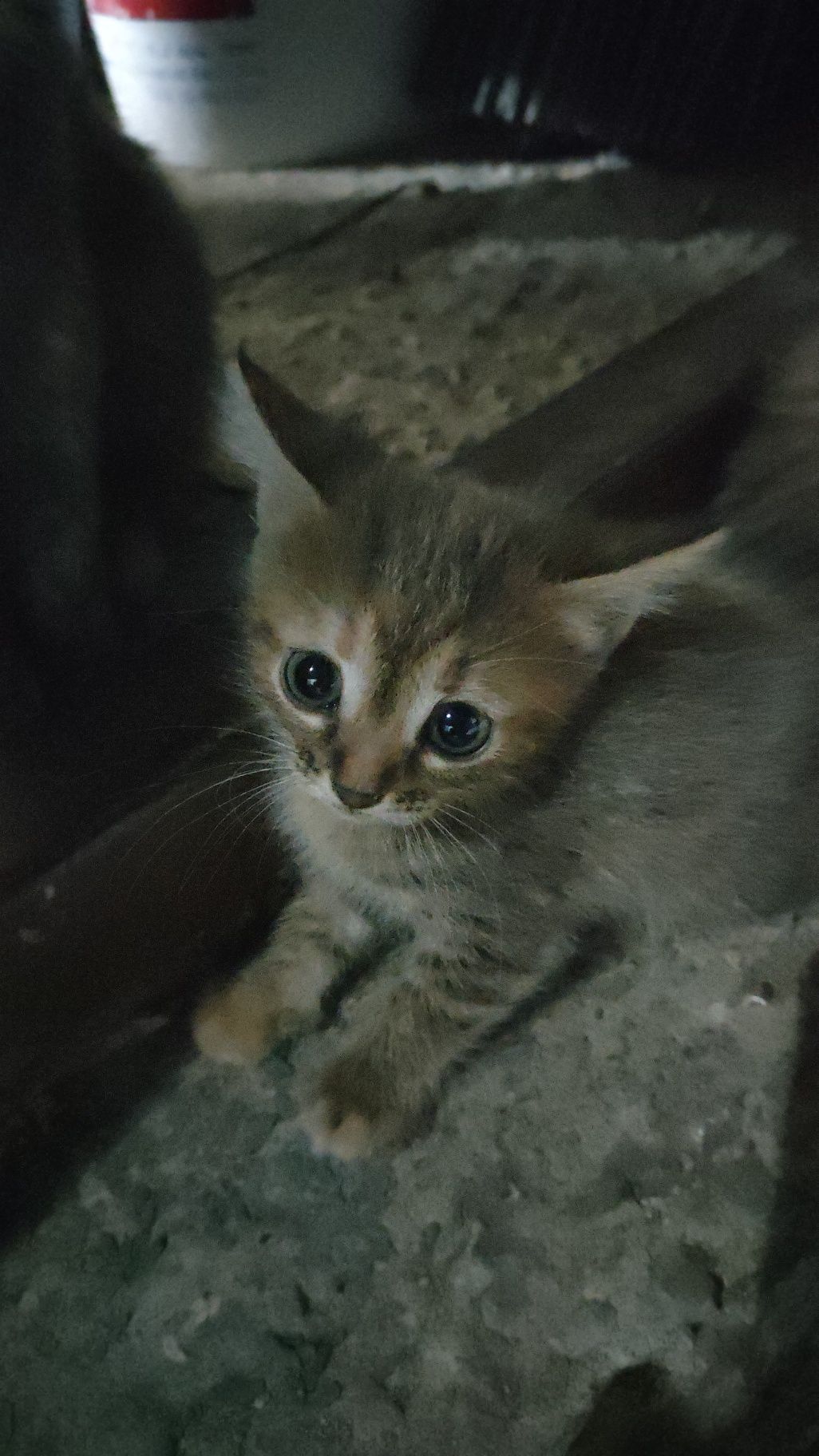 Котята в хорошие руки. Бесплатно
