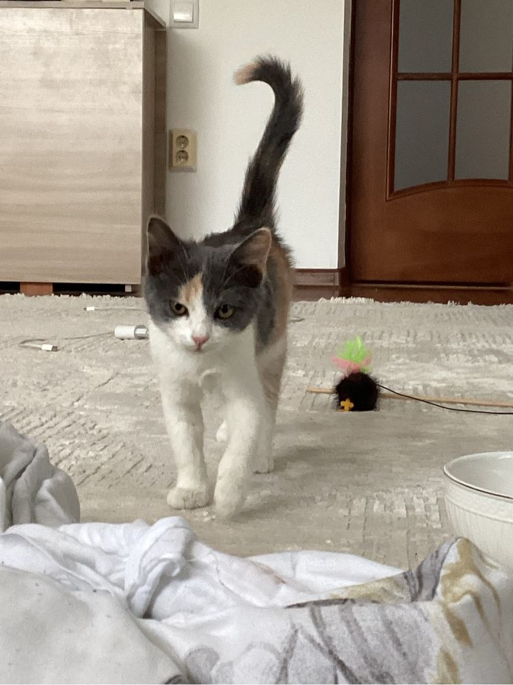 Котенок, в добрые руки