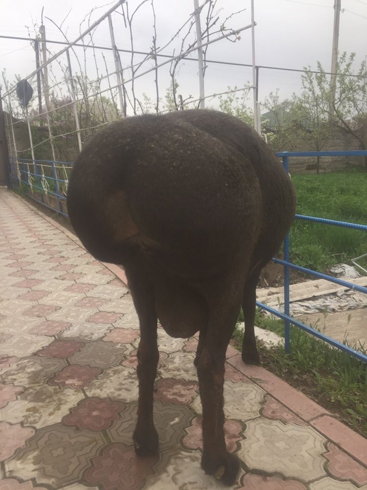 Гиссар кошкар сатылады