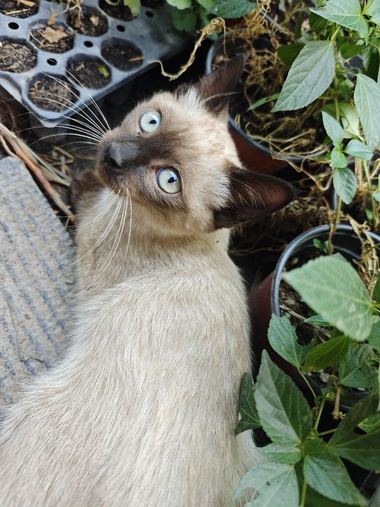 Отдам котят  в добрые руки