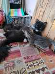 Котята метисы ( мышеловы)