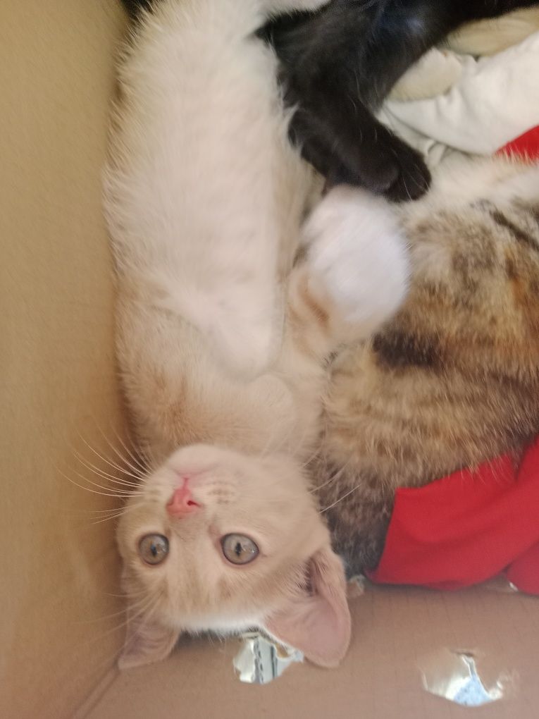 котята в хорошие руки