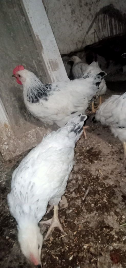 Петушки адлеры на продажу звоните