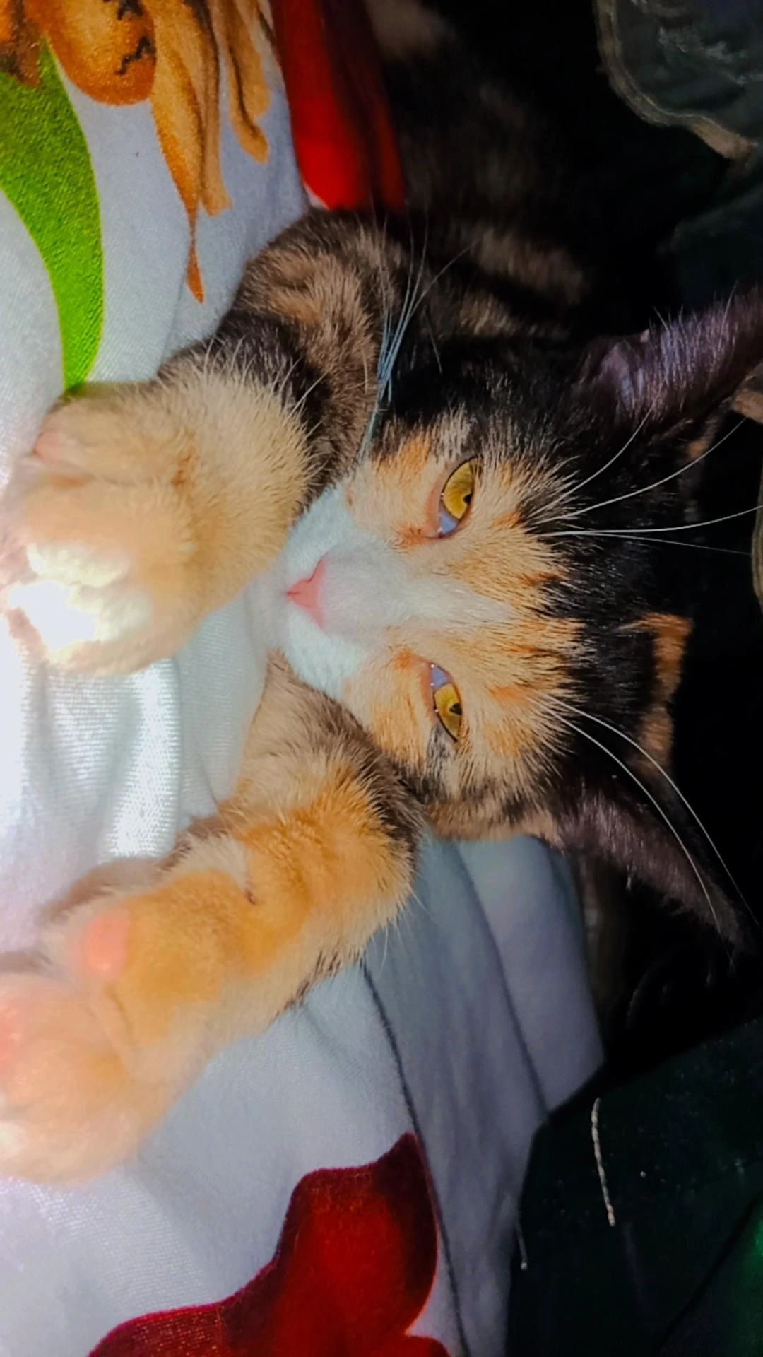 Шикарный красивый котенок