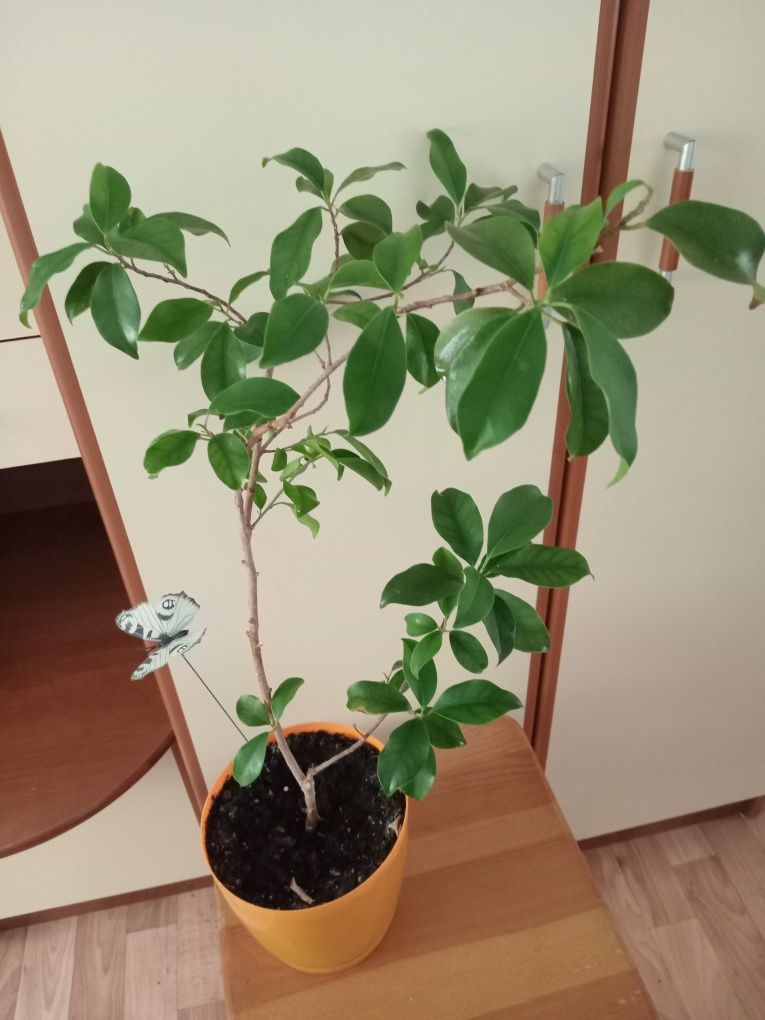 Продам каланхоэ лекарственное, алоэ, золотой ус и другие комнатные цве