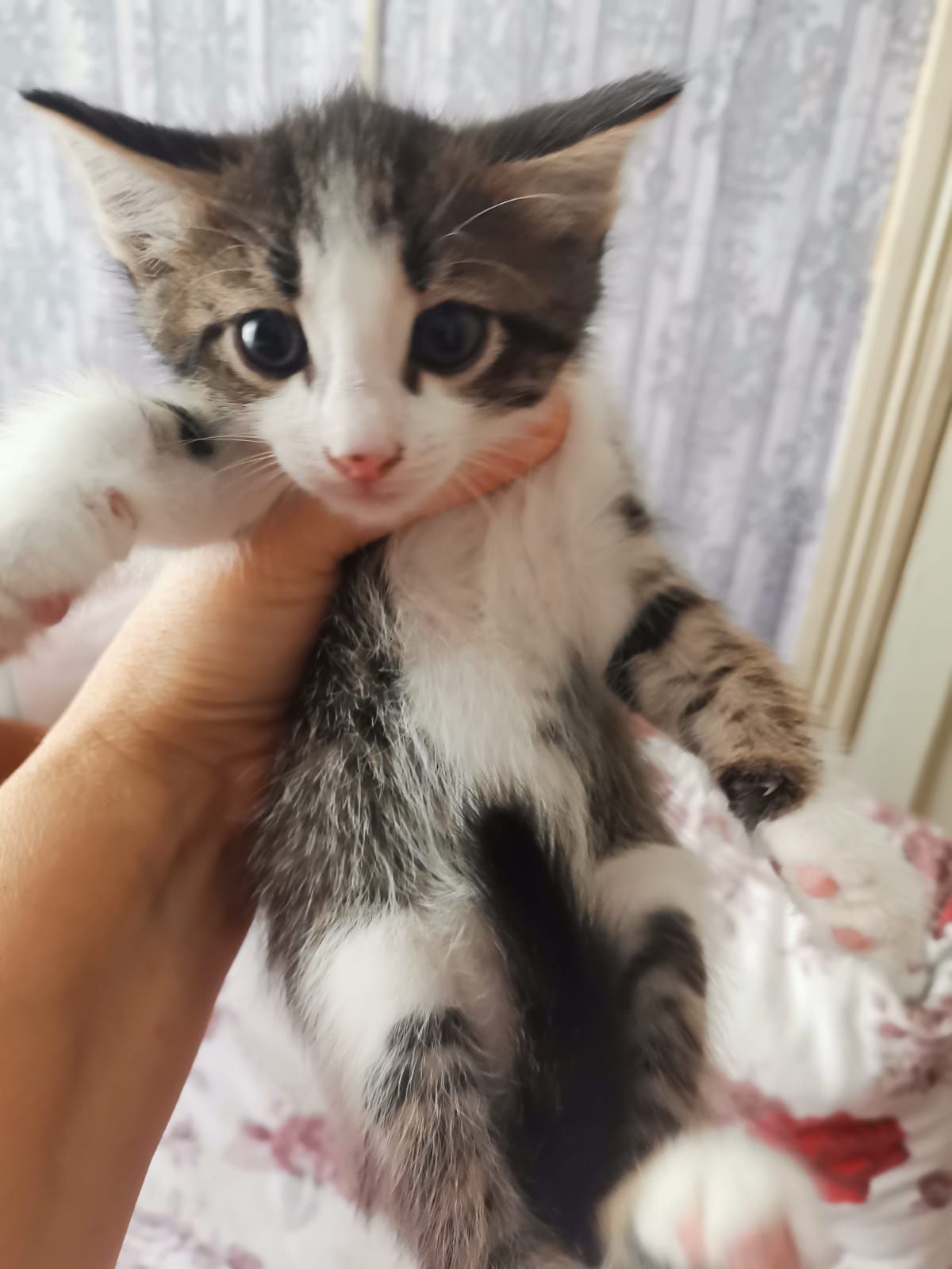 Отдам котят в добрые руки