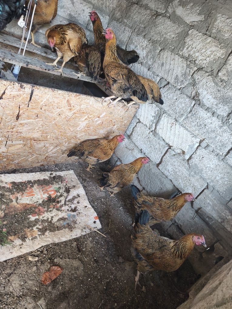 В продаже молодки и петухи