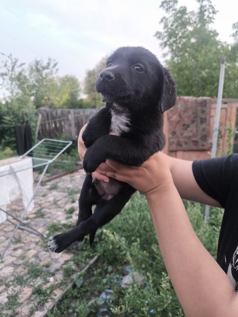Дарю щенят в хорошие руки