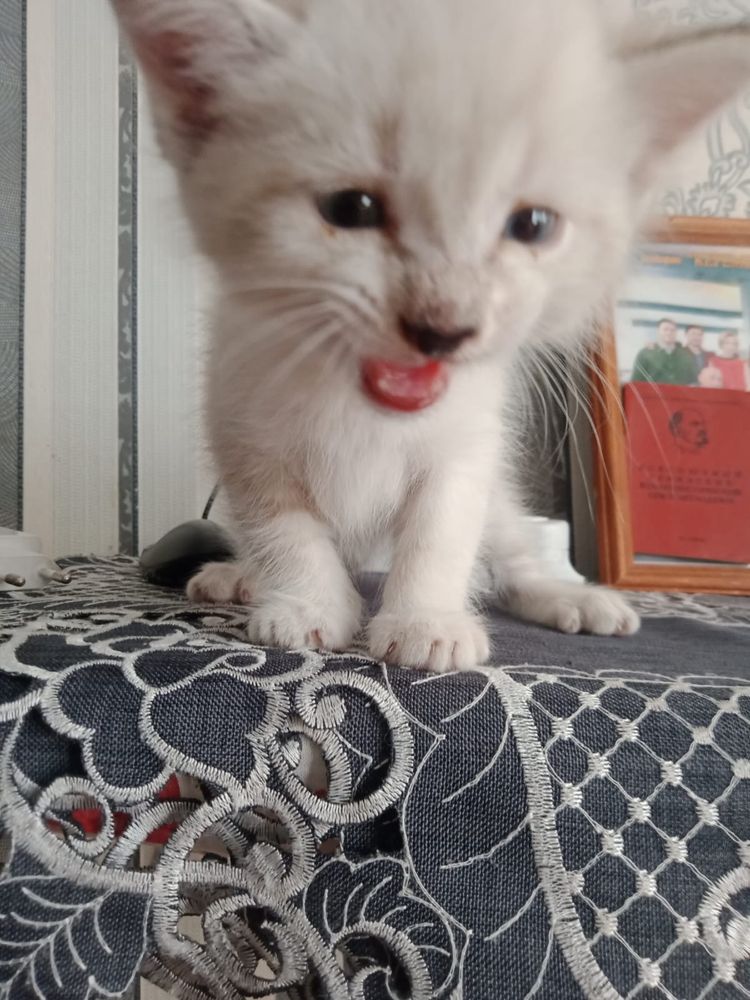 Отдам бесплатно котят