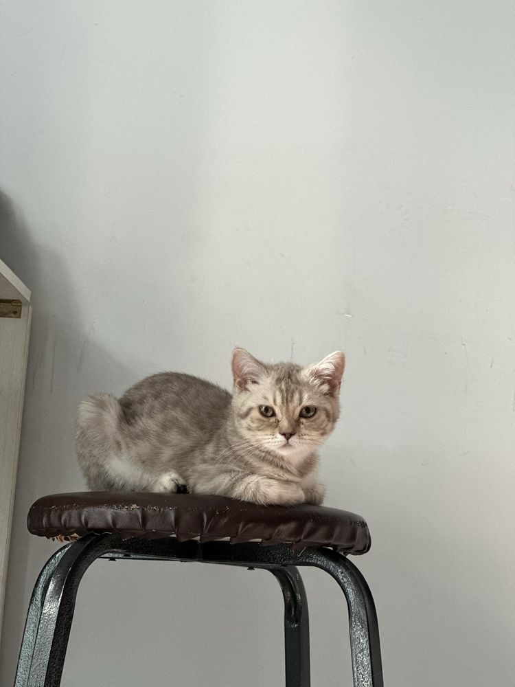 Котенок шотландская вислоухая