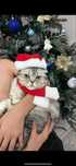 Отдам кота в добрые руки