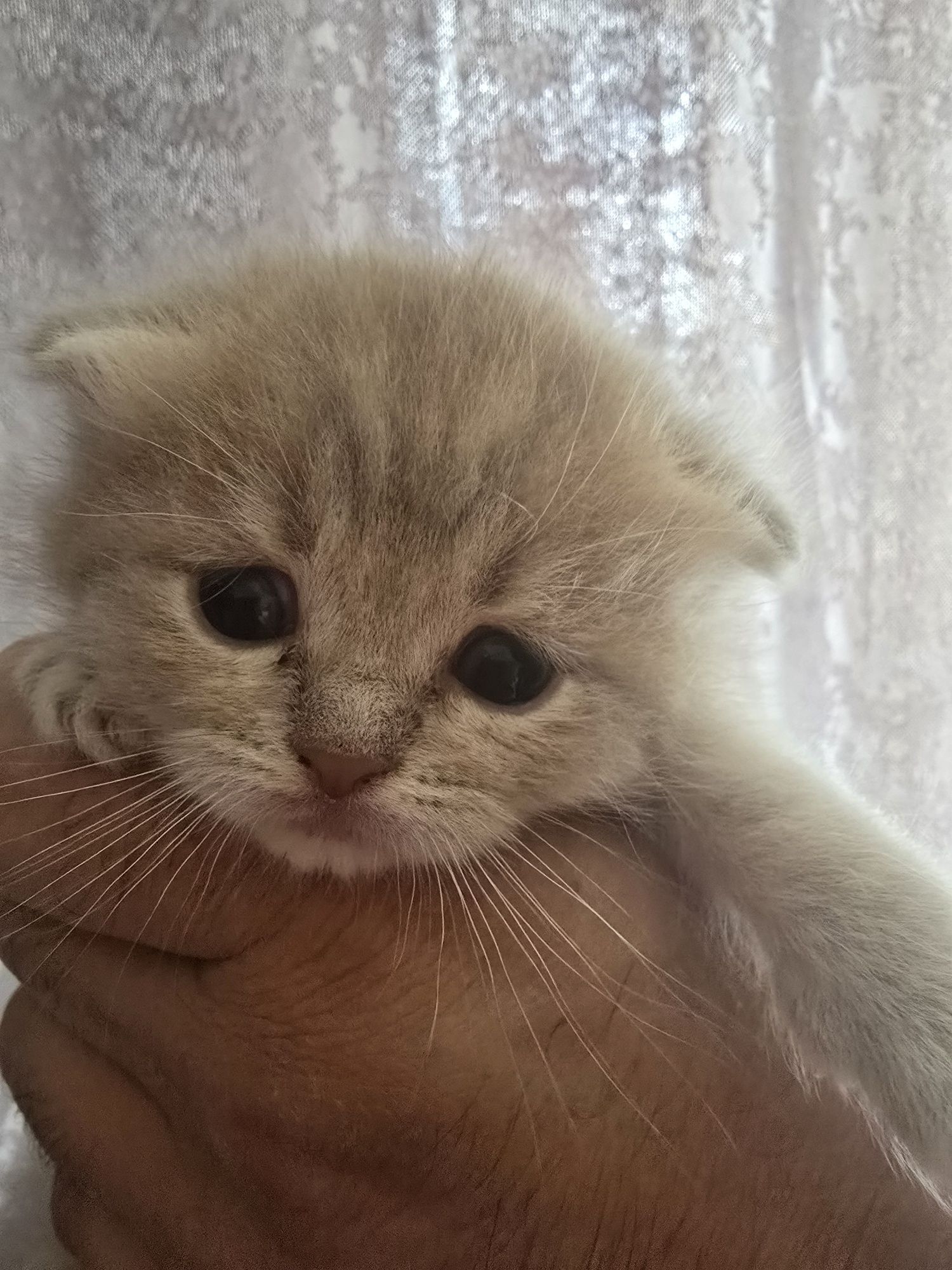 Продам котят породистых  вислрухих