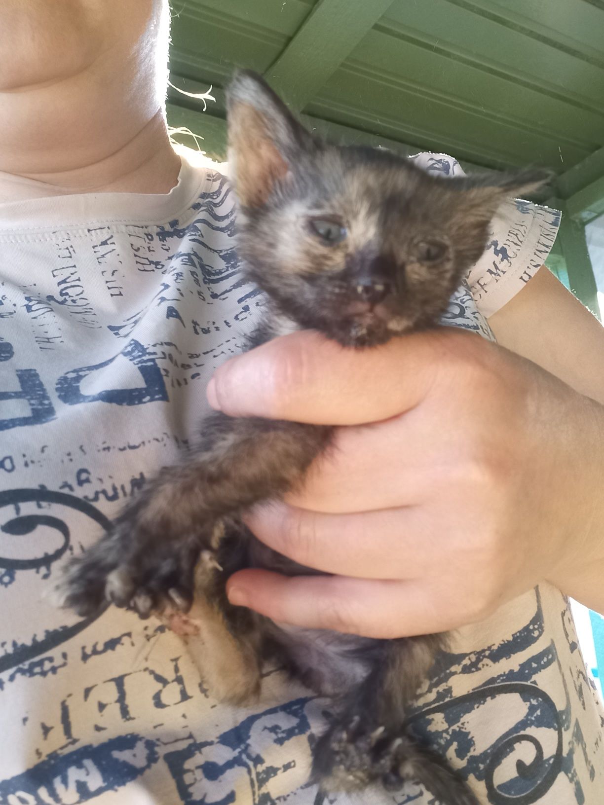Отдам котенка девочка