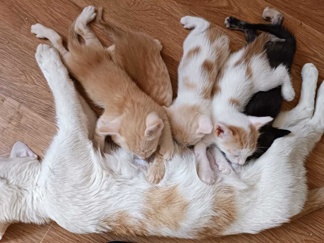Котенок девочка отдам