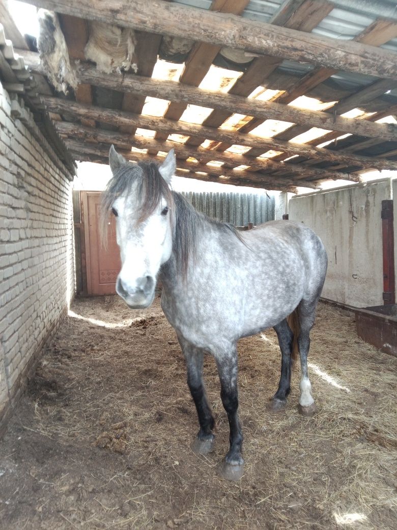 Продам кобылку 5 лет справная яловая