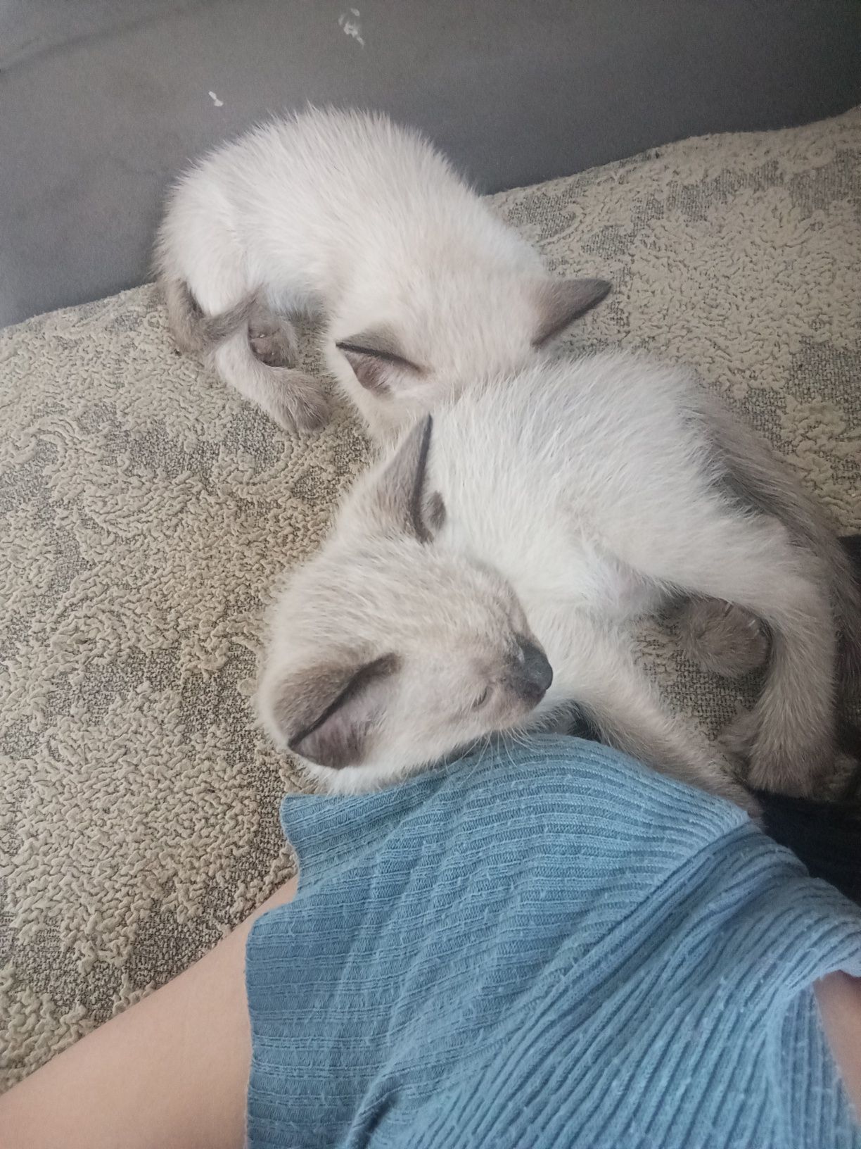 Сиамская кошка 4 месяца
