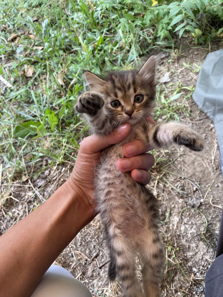 Отдам котят в добрые руки