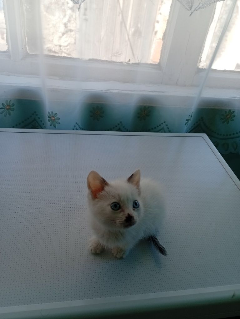 Отдам котенка спокойную девочку .
