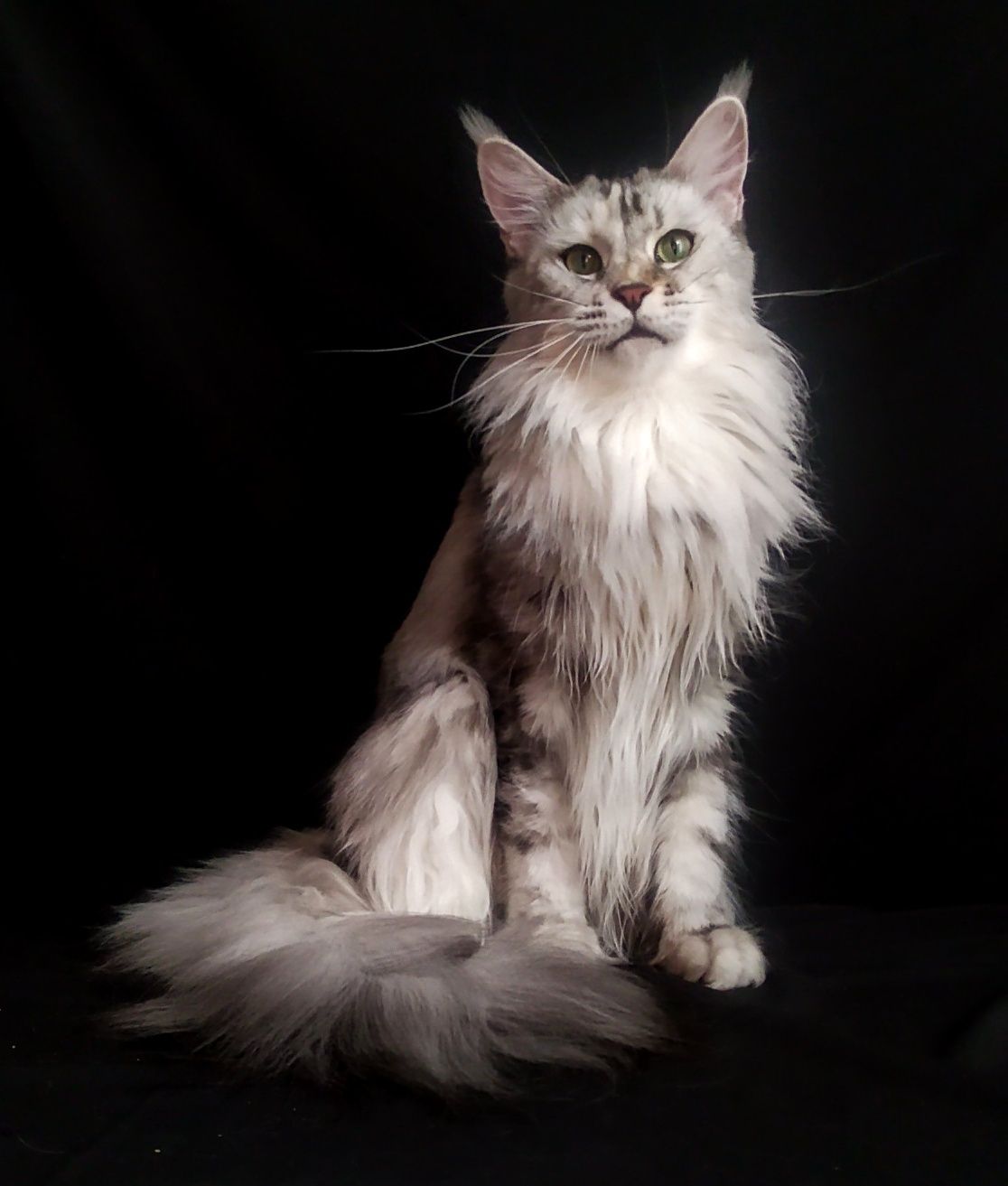 Роскошные кошки Мейн Кун выведенные из разведения Питомник Fluffy Tale