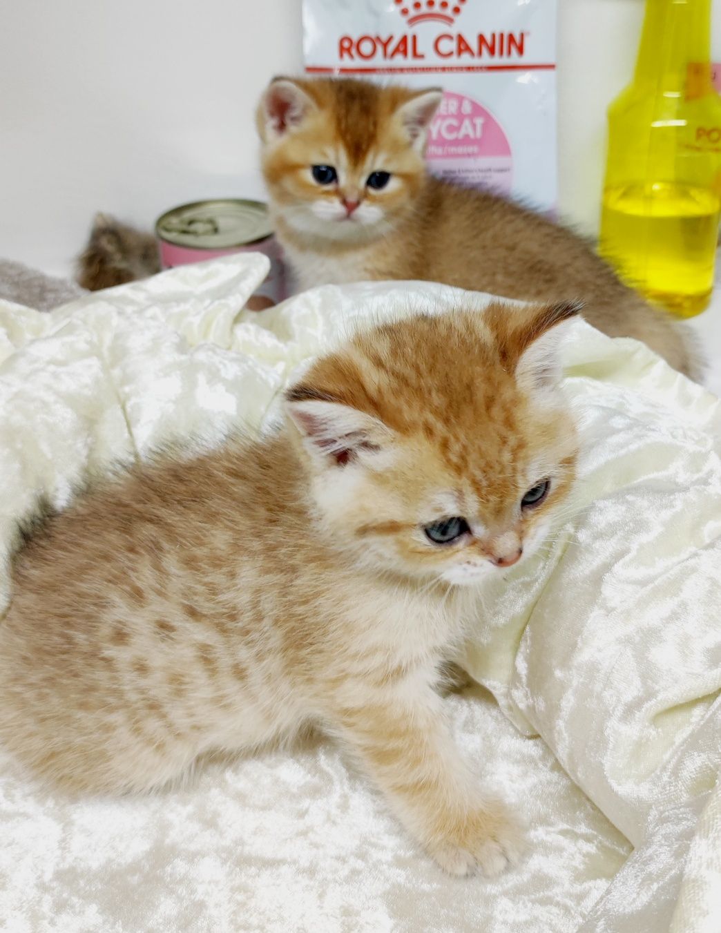 Котики британские золотые