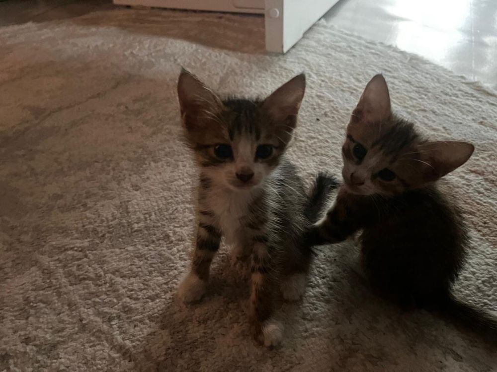 Отдаем котят в самые добрые