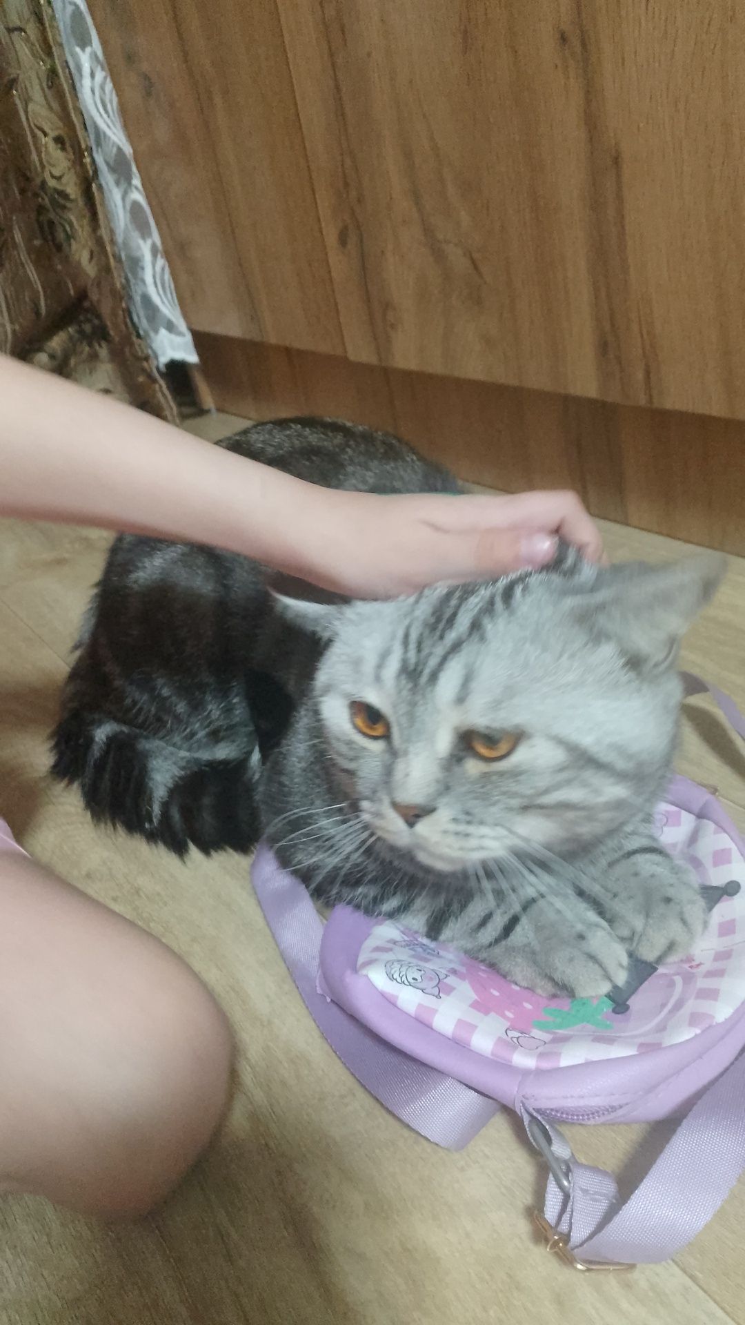 Вязка кот британский 8000