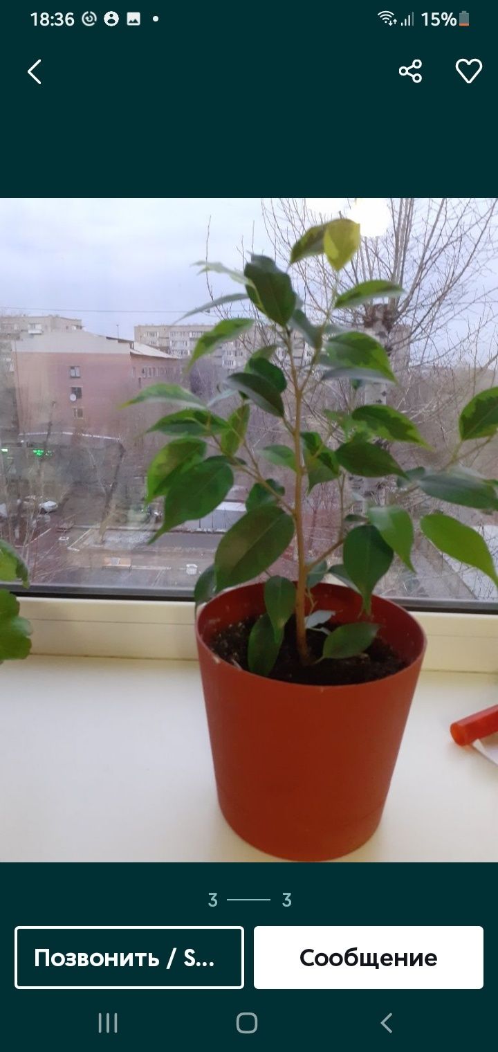 Комнатные цветы Бенджамино.