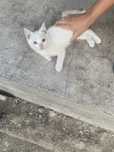 Котенок отдам в хорошие руки