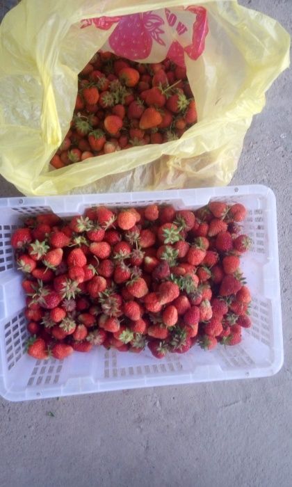 Продам рассады клубники, малины