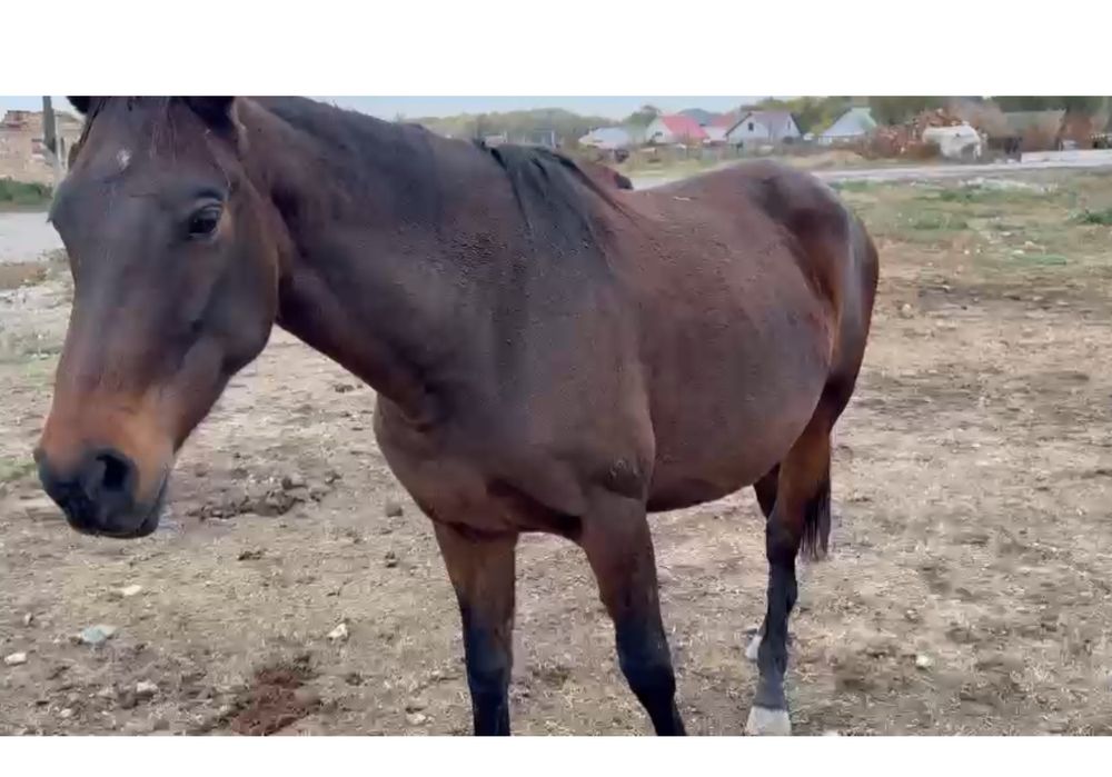 Лошади кабылы жеребенок