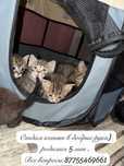 Отдаем котят в добрые руки