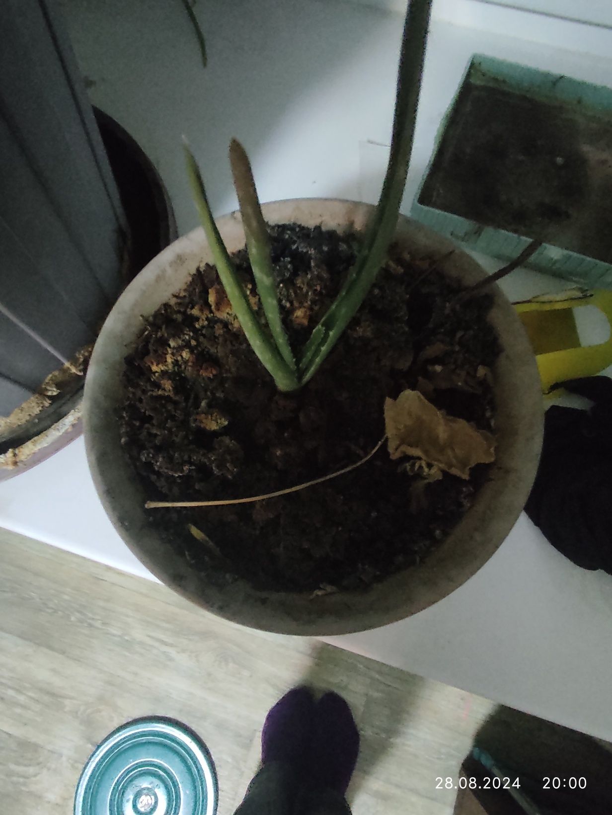 Продаю Алое вера