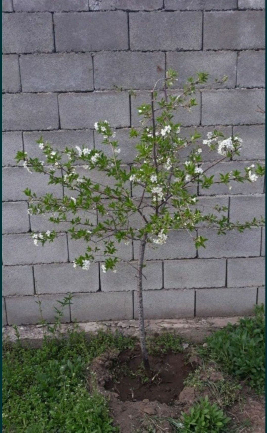 Домашние растения, персики, вишня,
