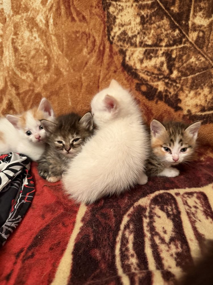 Котята крысоловы