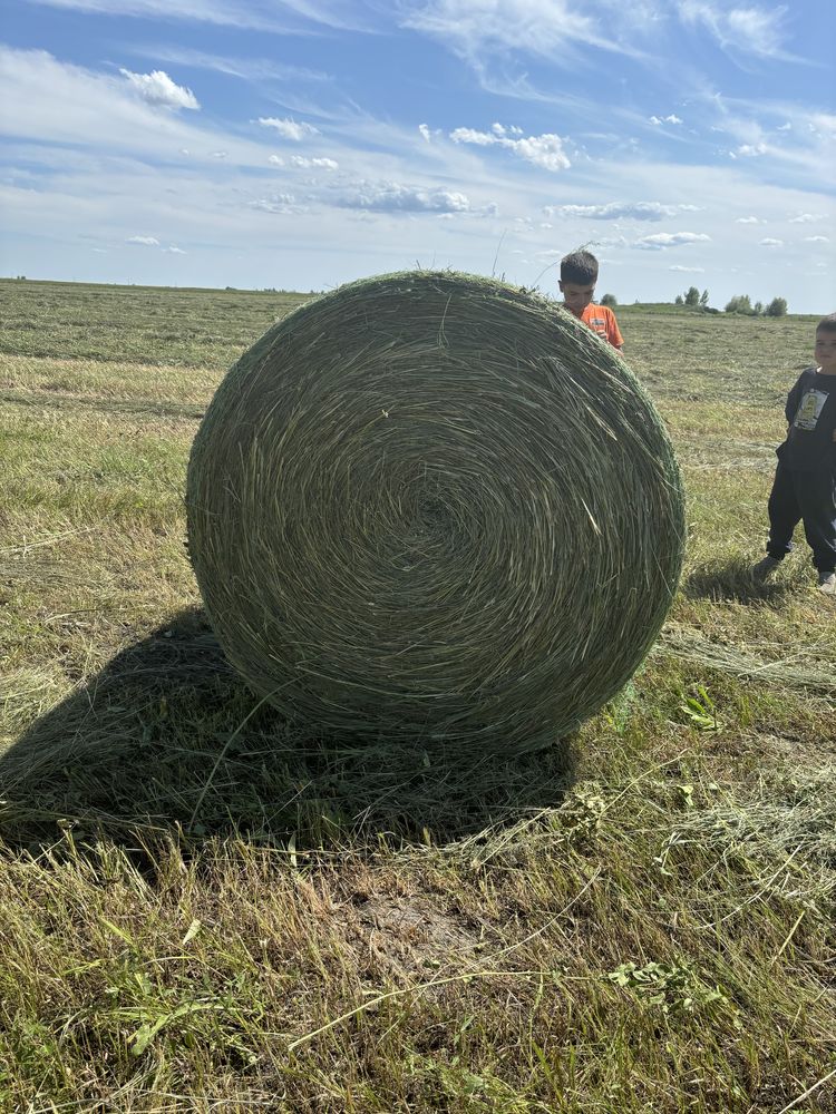 Продам сено в рулонах луговое (разнотравие)