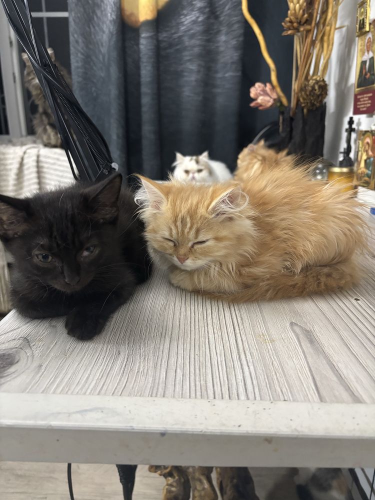 Отдам котят в надежные руки