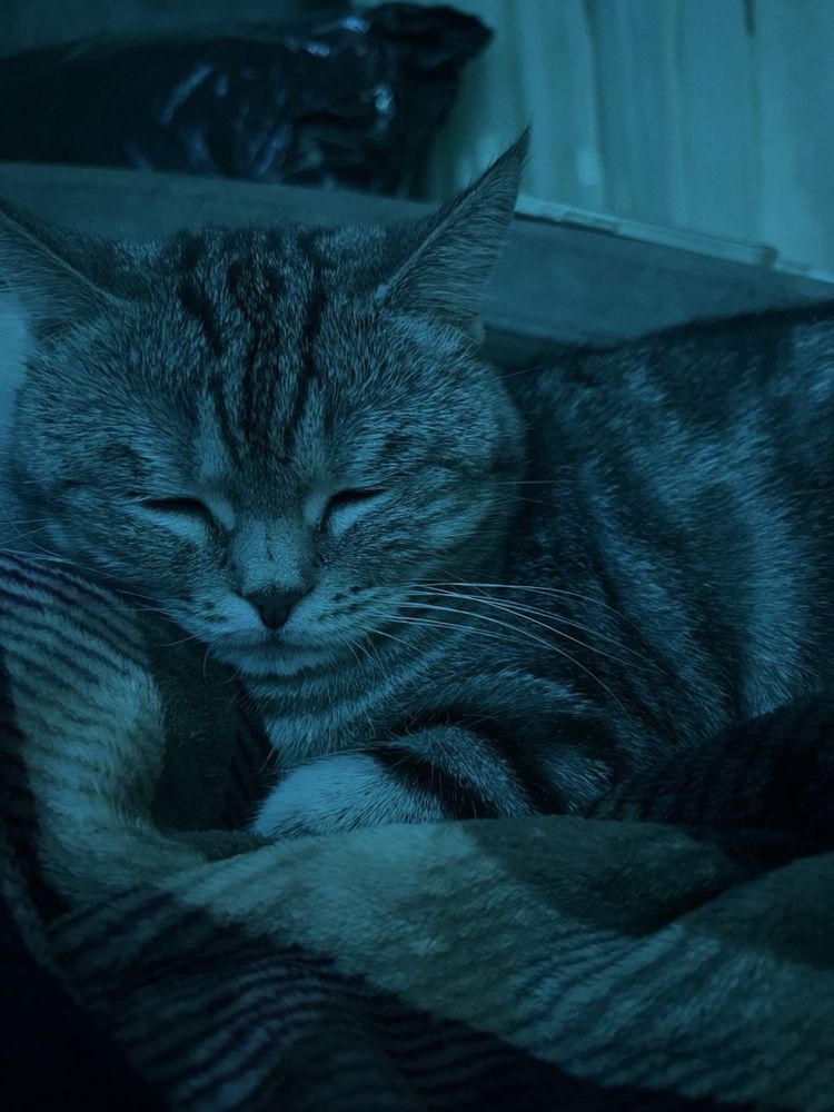 Отдам в добрые руки кошку