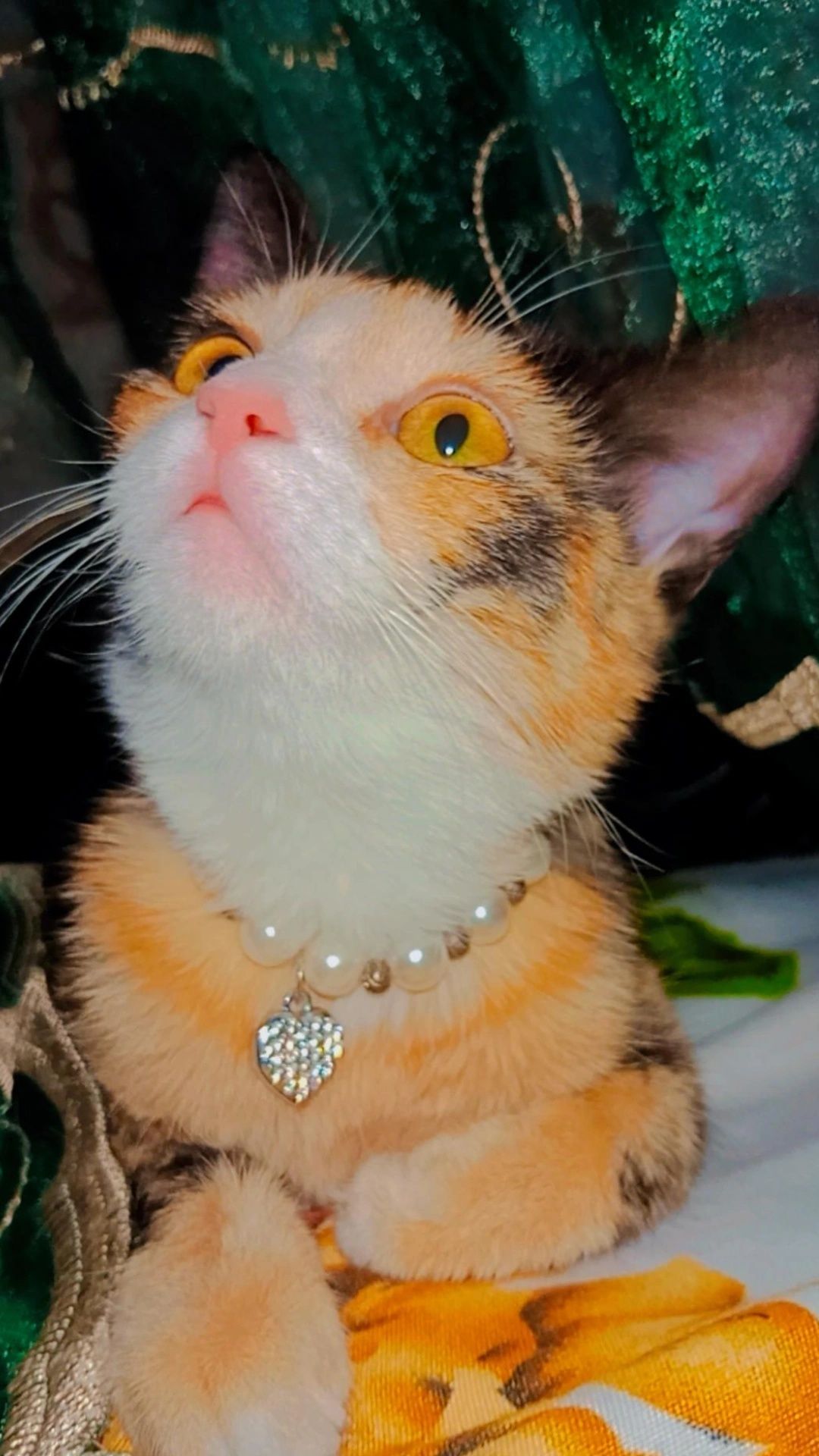 Хэппи ищет дом. Котёнок