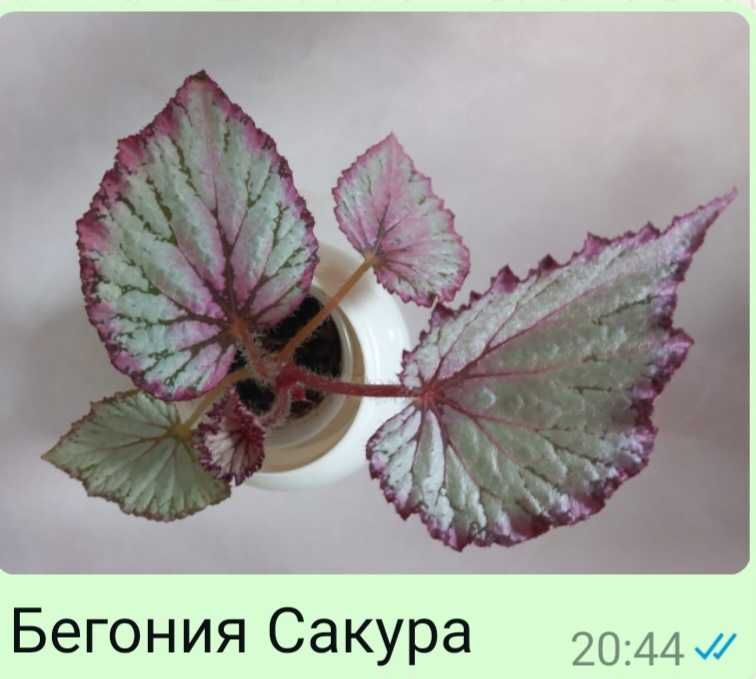 Бегония  разные виды