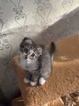 вислоушки котята шотландцы