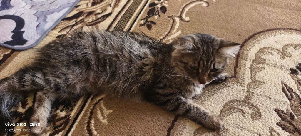 Котята бесплатно