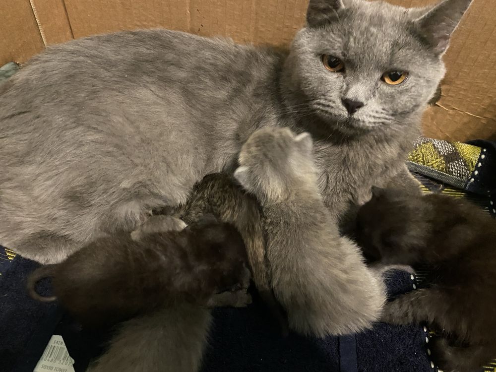 Котята в добрые руки